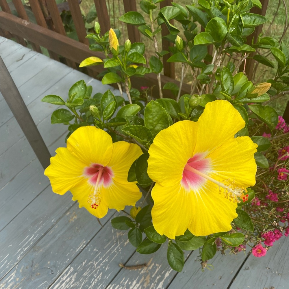 Flower